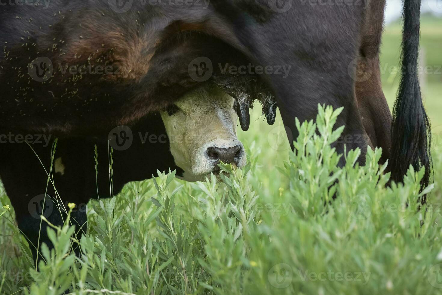 vacas y becerro succión, argentino campo, la pampa provincia, argentina. foto