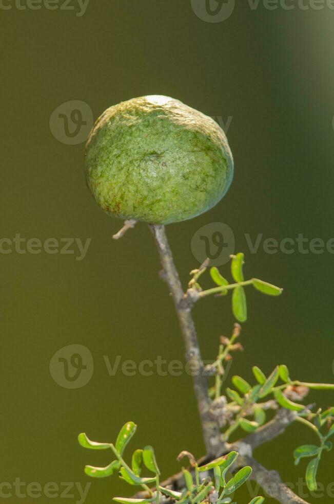 Calden Flower in Pampas forest environment, La Pampa Province, Patagonia, Argentina. photo