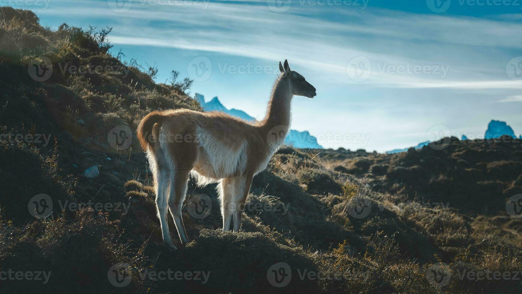 Guanaco in Torres del Paine National Park, Patagonia, Chile. photo