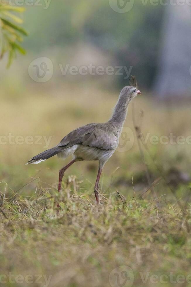 rojo patas seriema, pantanal , Brasil foto