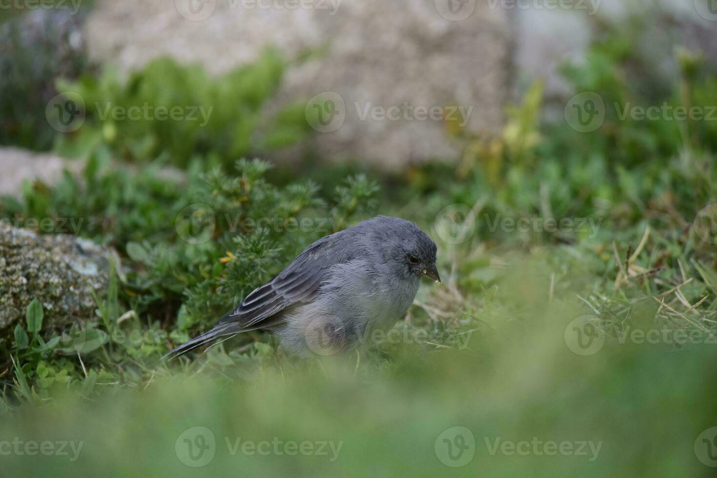 Plumbeous Sierra Finch, Quebrada del Condorito  National Park,Cordoba province, Argentina photo