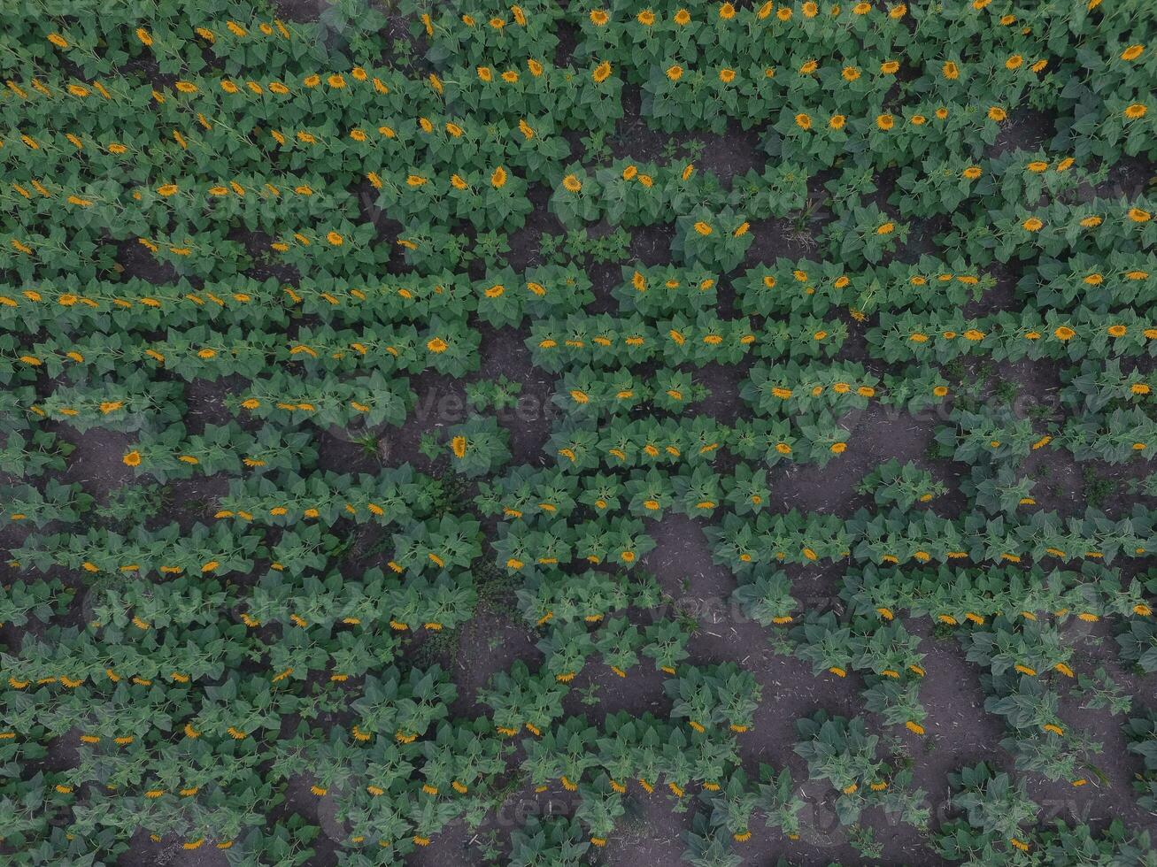 Sunflower cultivation, Aerial view, in pampas region, Argentina photo