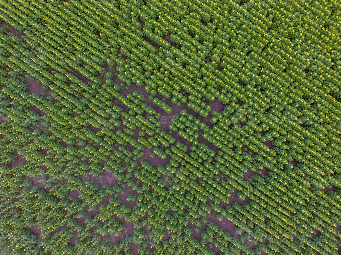 Sunflower cultivation, Aerial view, in pampas region, Argentina photo