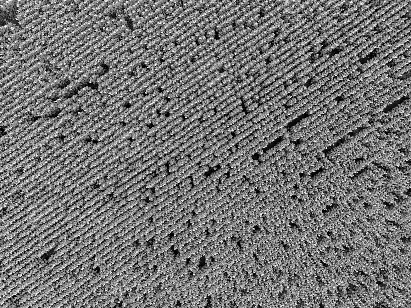 Sunflower cultivation, Aerial view, in pampas region, Argentina photo