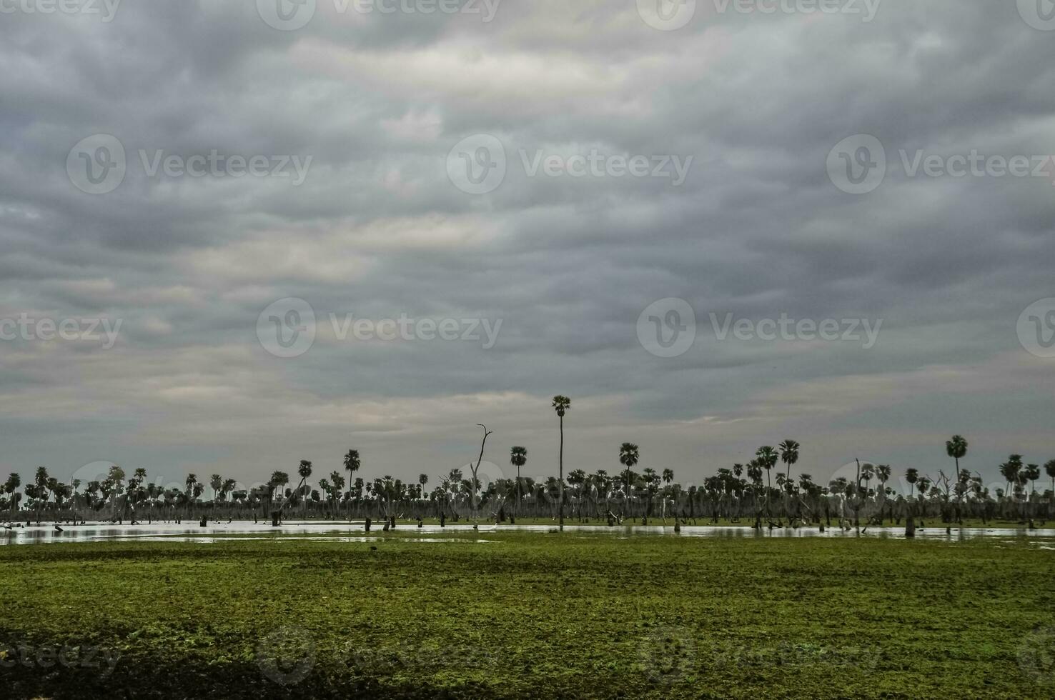 Palms landscape in La Estrella Marsh, Formosa province, Argentina. photo
