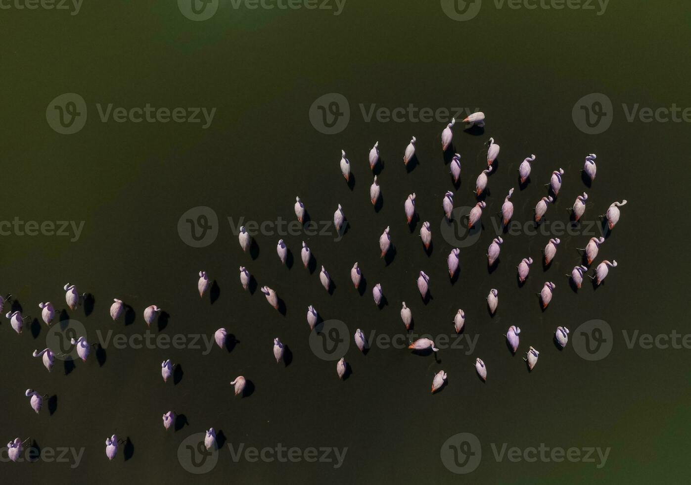 Flamingos in patagonia , Aerial View photo