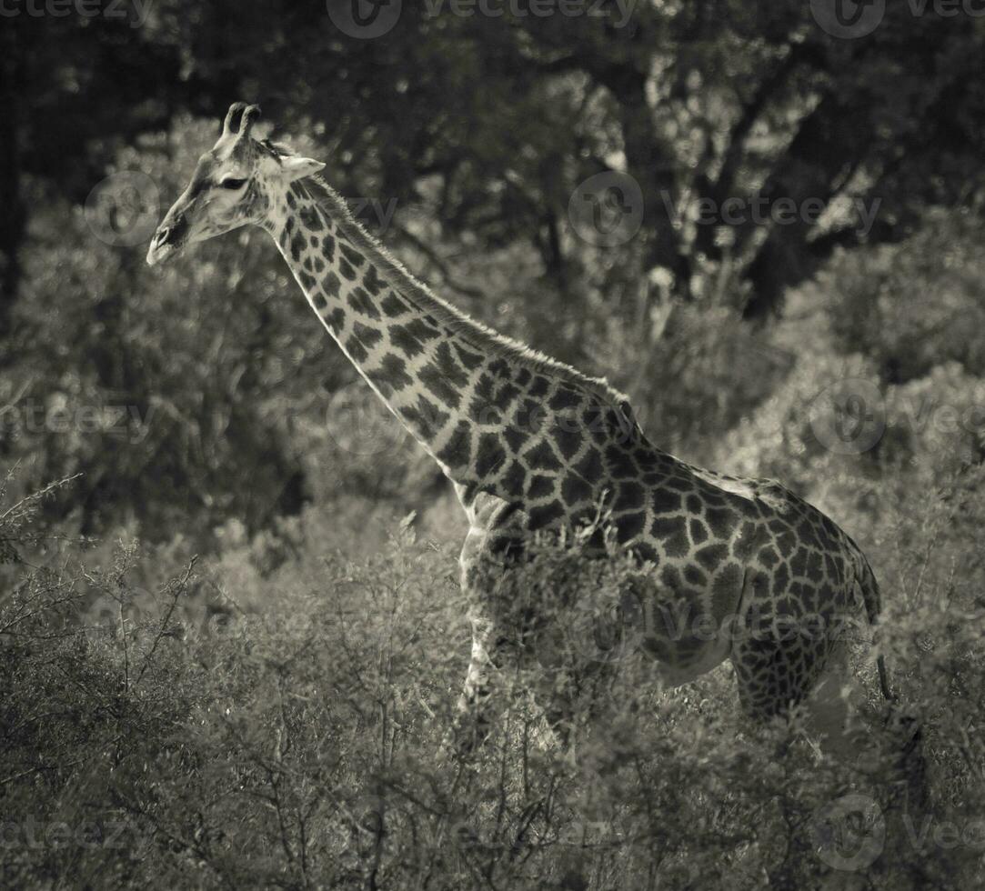 jirafa en el selva hábitat, África foto