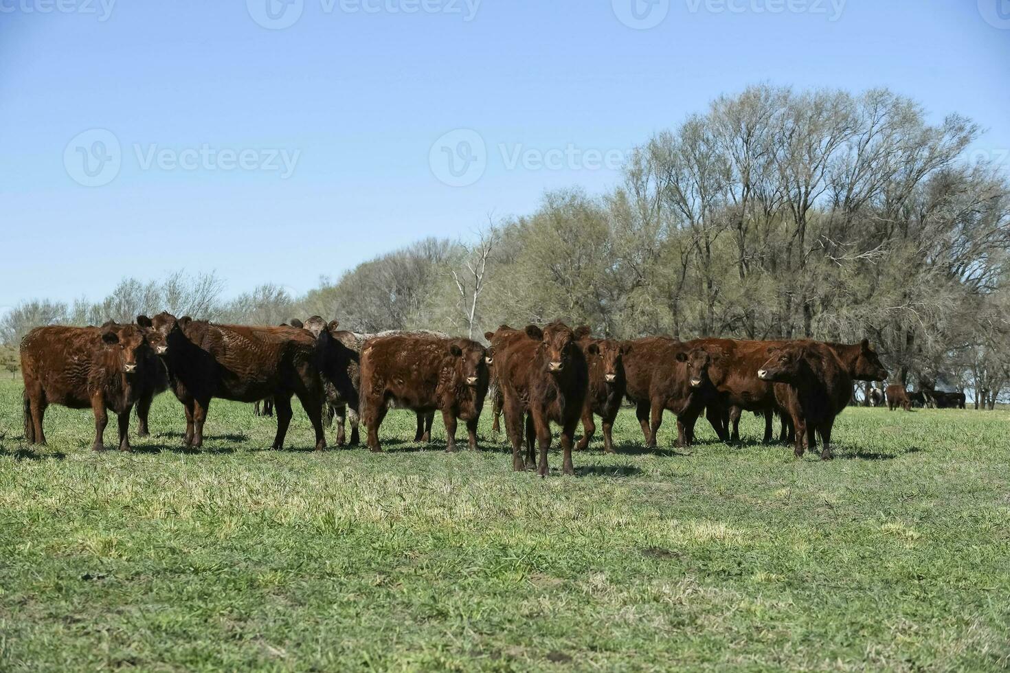 Cattle raising in pampas countryside, La Pampa province, Argentina. photo