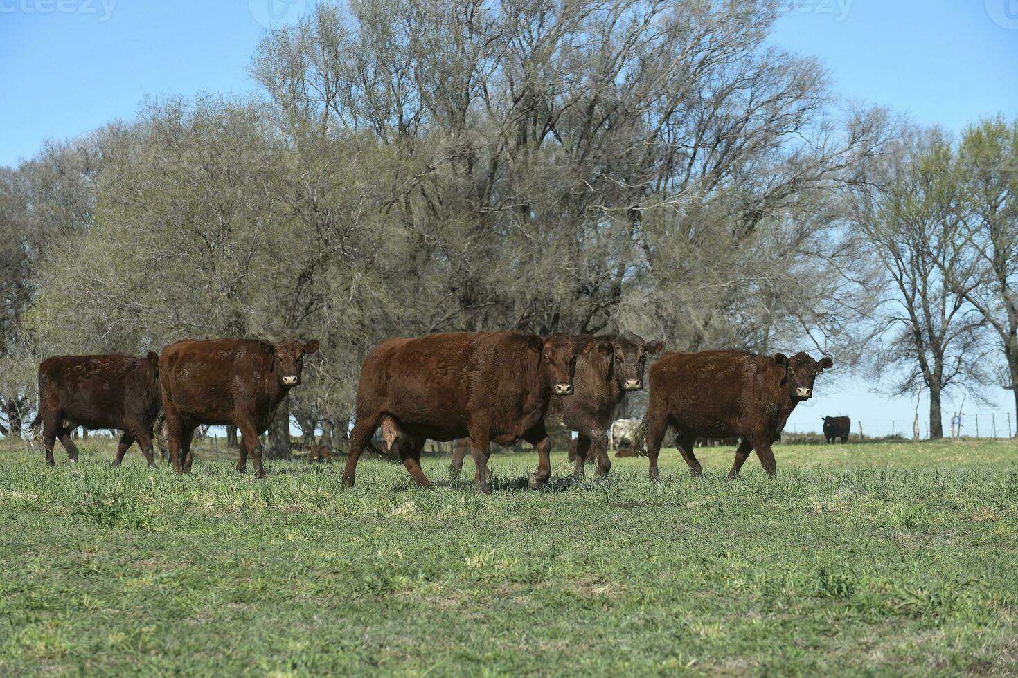 Export cows production in the Argentine countryside, Buenos Aires Province, Argentina. photo