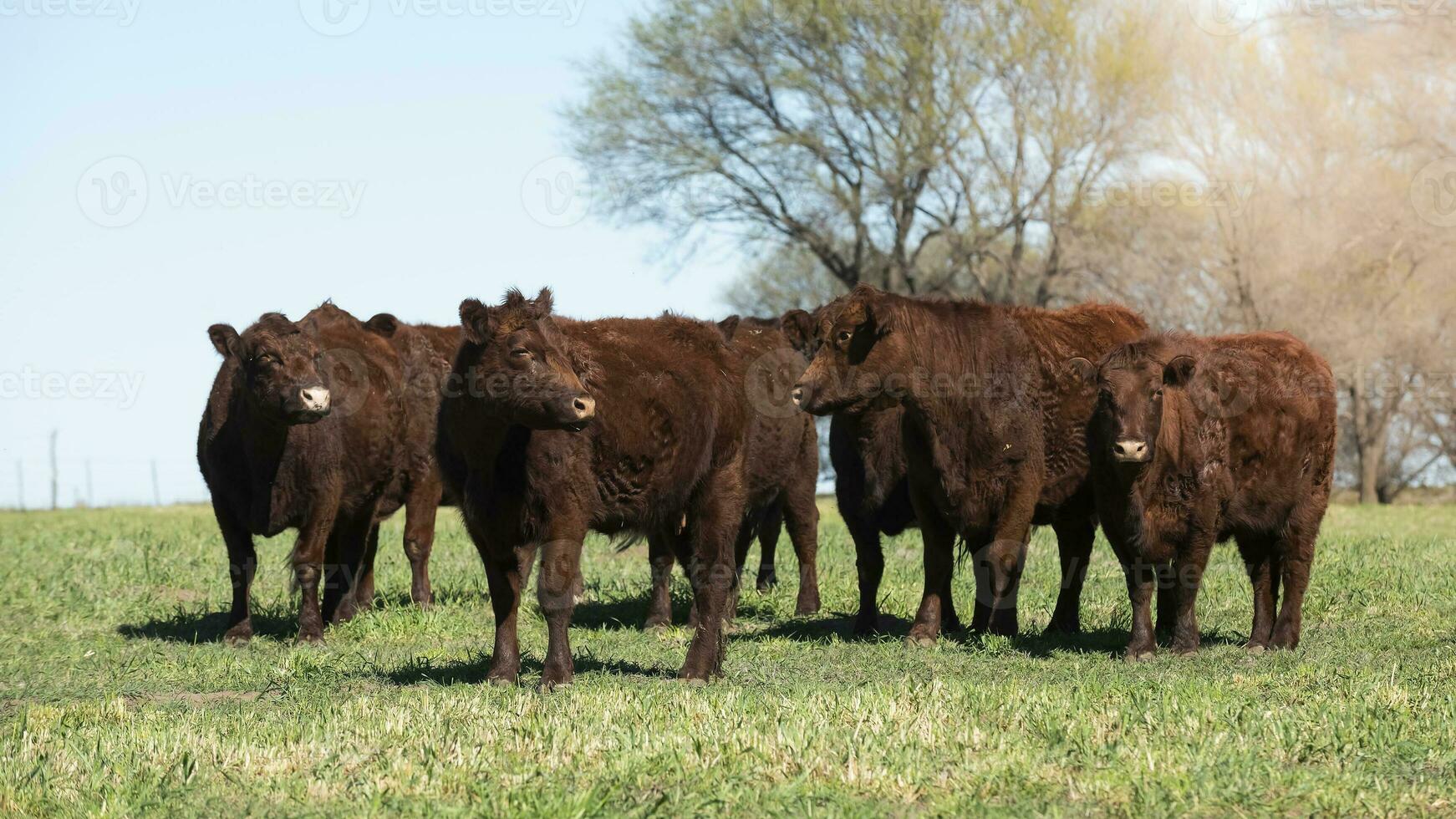 Cattle raising in pampas countryside, La Pampa province, Argentina. photo