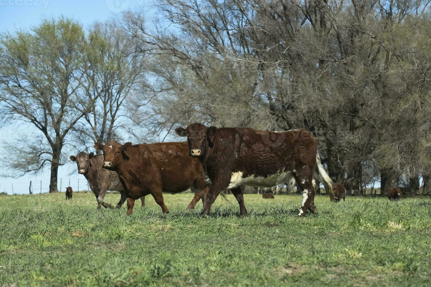 Export cows production in the Argentine countryside, Buenos Aires Province, Argentina. photo