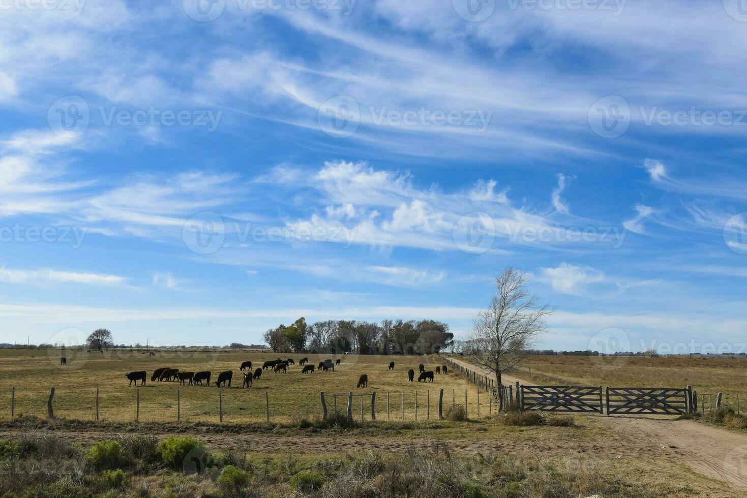 vacas levantamiento con natural pastos en pampa campo, la pampa provincia, patagonia, argentina. foto