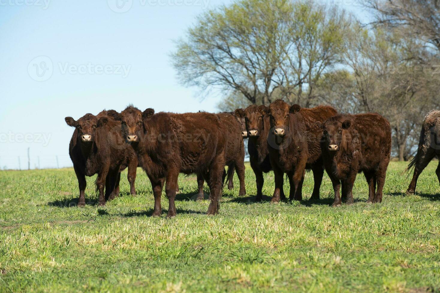 Cattle raising in pampas countryside, La Pampa province, Argentina. photo