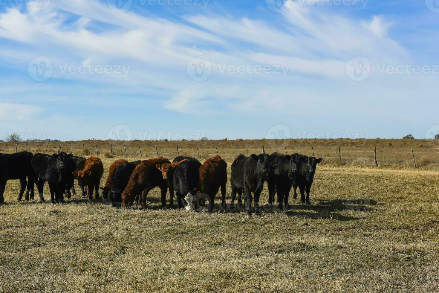 Cattle raising  with natural pastures in Pampas countryside, La Pampa Province,Patagonia, Argentina. photo