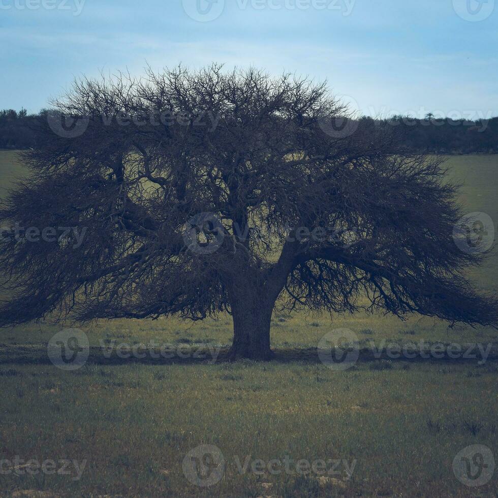 caldén árbol paisaje, la pampa provincia, Patagonia, argentina. foto