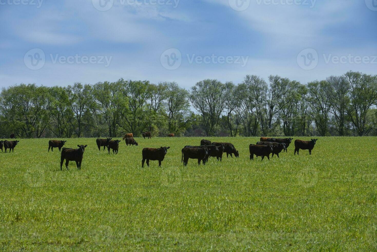 Cattle raising  with natural pastures in Pampas countryside, La Pampa Province,Patagonia, Argentina. photo
