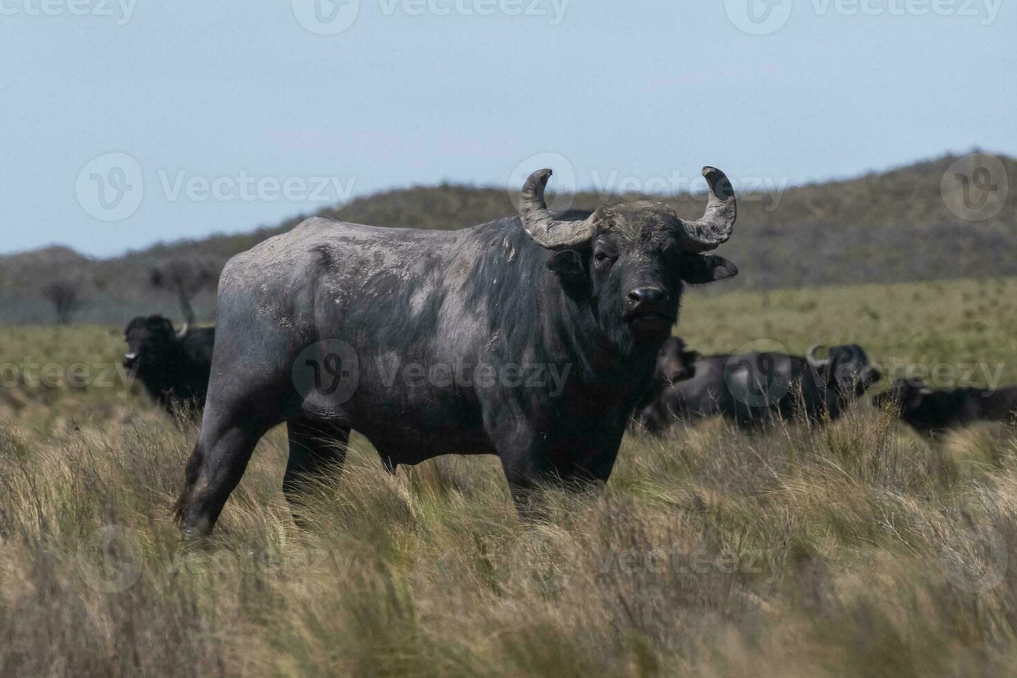 agua búfalo, bubalus bubalis, especies introducido en argentina, la pampa provincia, Patagonia. foto