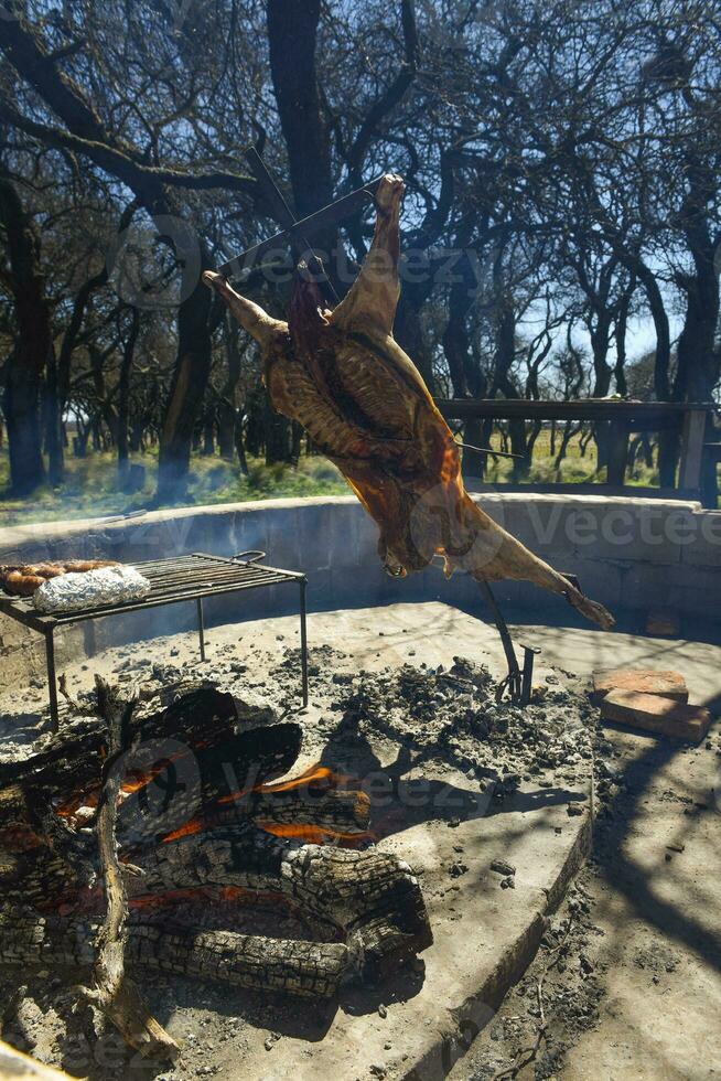 Lamb on the spit, cooked with the traditional Argentine method, La Pampa province, Patagonia, Argentina. photo