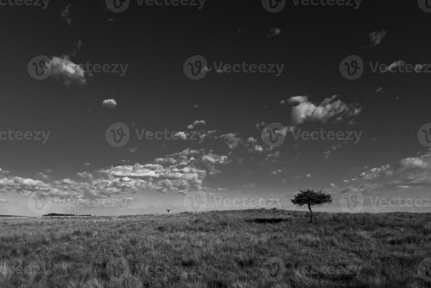 Pampas grass landscape, La Pampa province, Patagonia, Argentina. photo