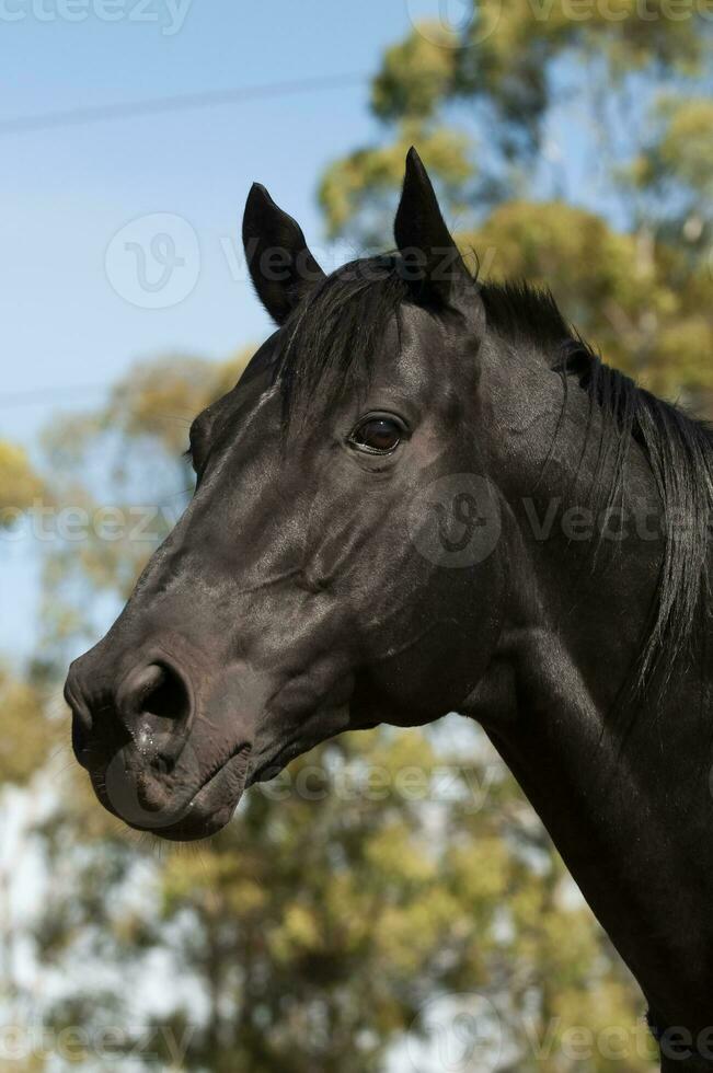 Black breeding horse, Portrait, La Pampa Province, Patagonia, Argentina. photo