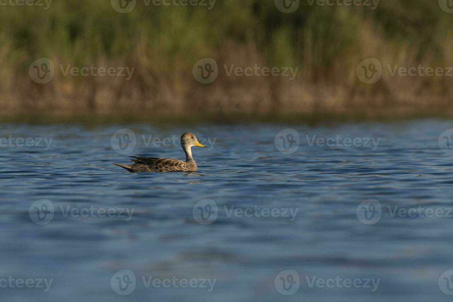 Yellow billed Teal, in marsh environment, La Pampa Province, Patagonia, Argentina. photo