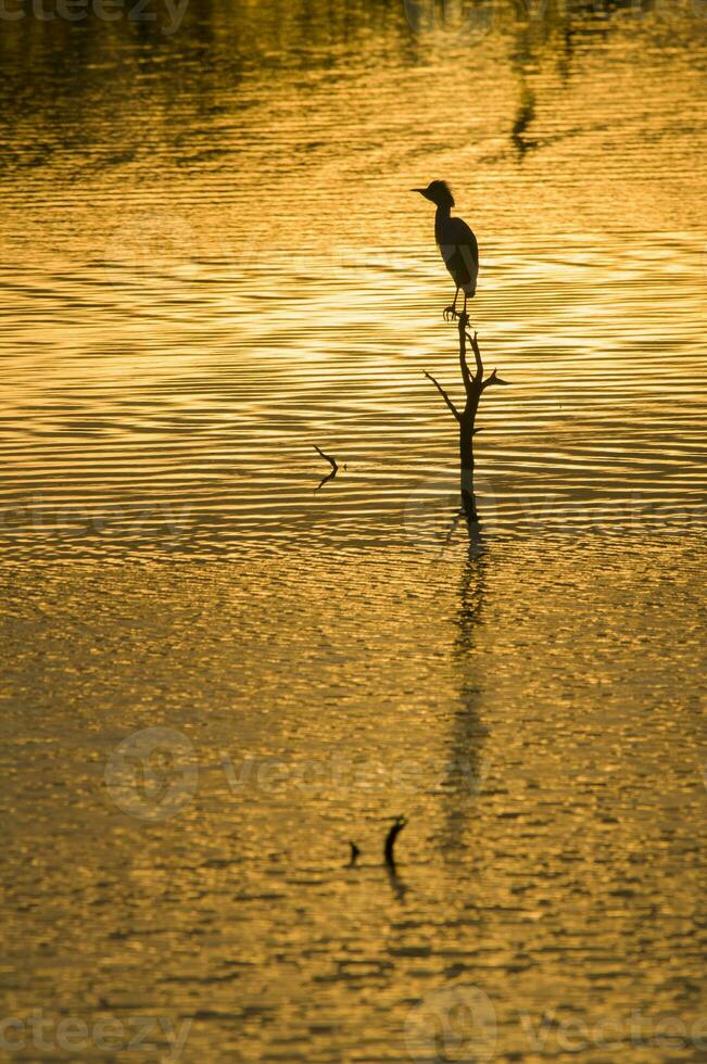 Great White Egret at sunset landscape, La Pampa, Province, Patagonia, Argentina. photo