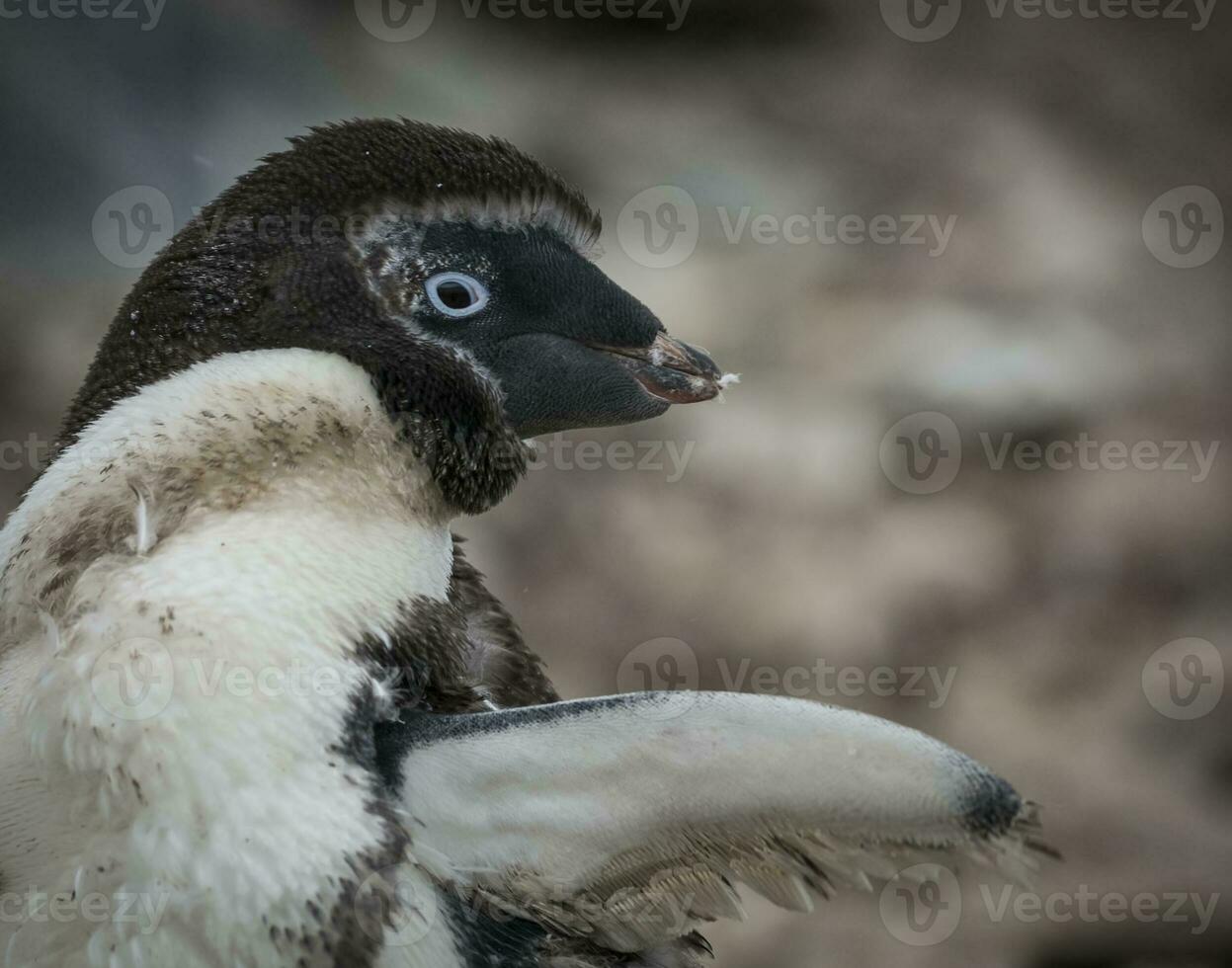 Adelie Penguin, juvenile changing feathers, Paulet island, Antarctica photo