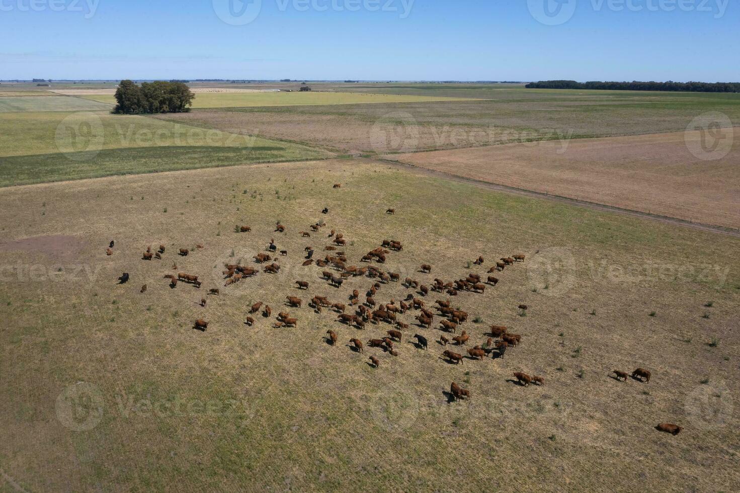 Aerial view of a troop of steers for export, cattle raised with natural pastures in the Argentine countryside. photo