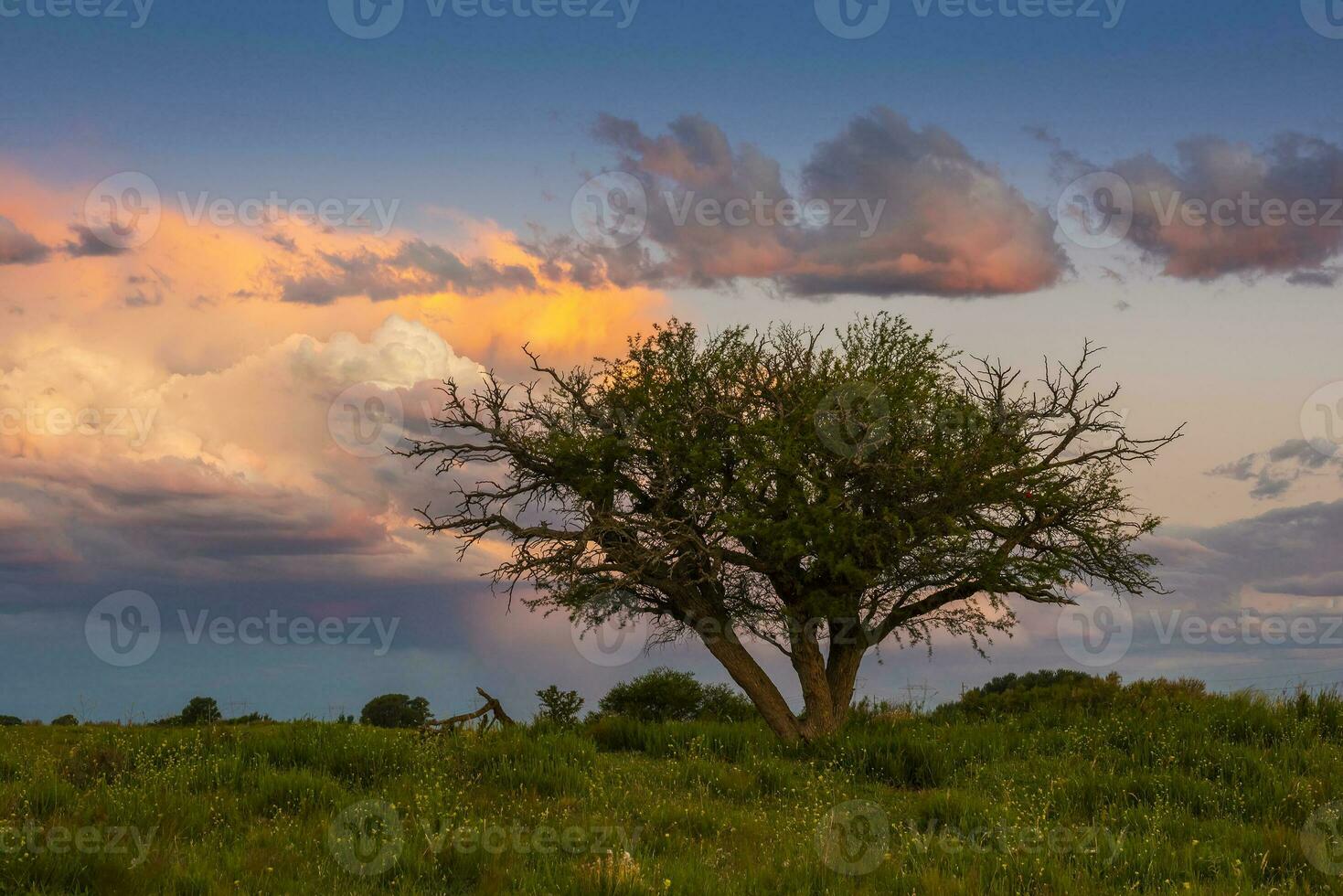 Calden tree landscape, La Pampa province, Patagonia, Argentina. photo