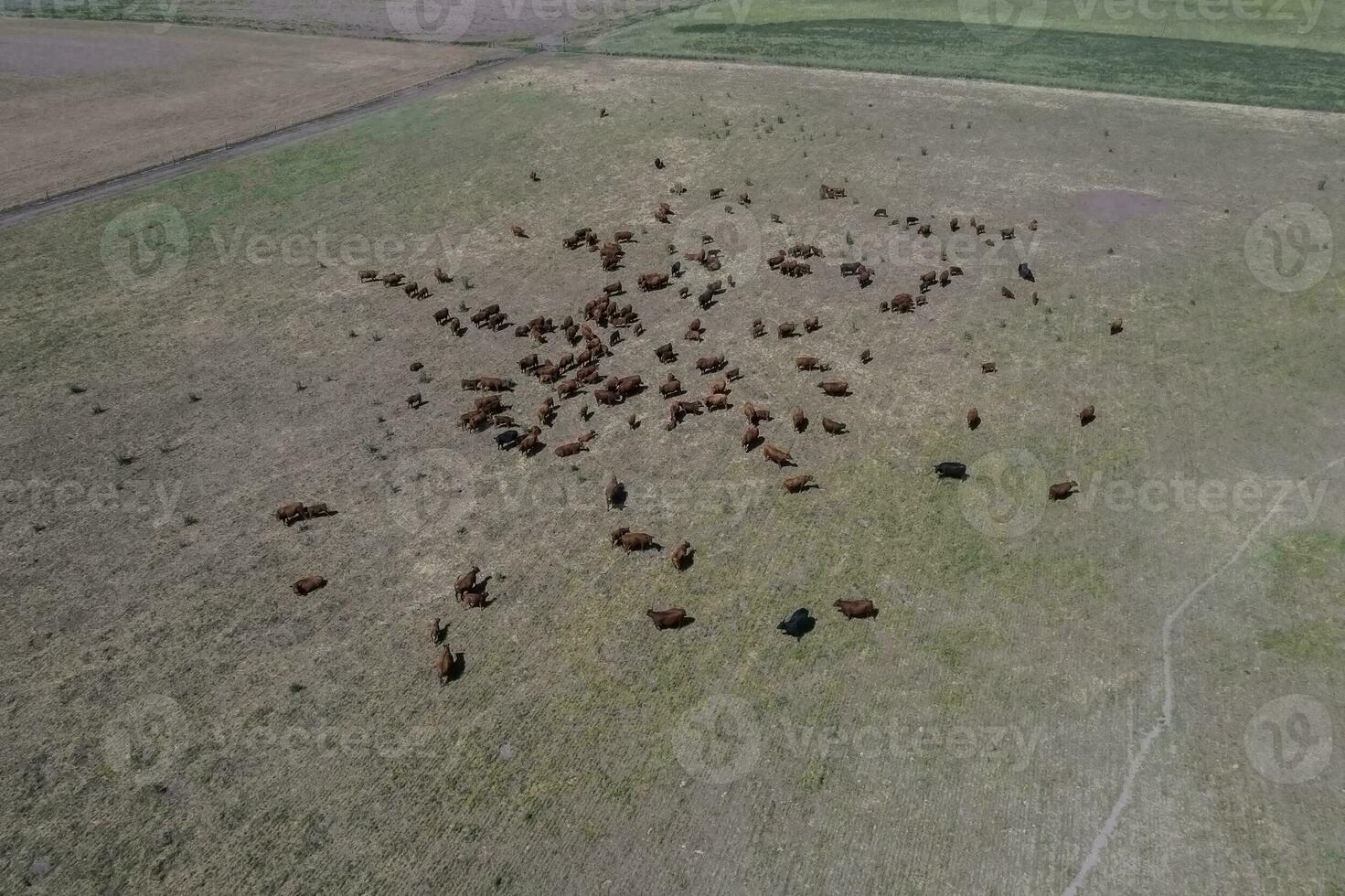 Aerial view of a troop of steers for export, cattle raised with natural pastures in the Argentine countryside. photo