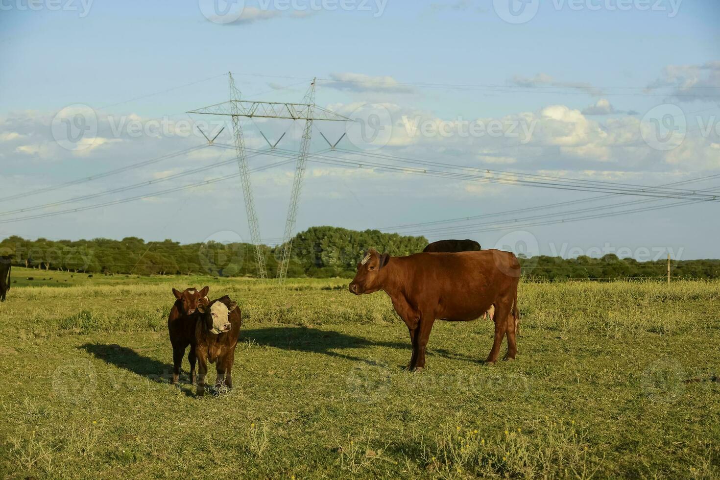 vacas levantamiento con natural pastos en pampa campo, la pampa provincia, patagonia, argentina. foto