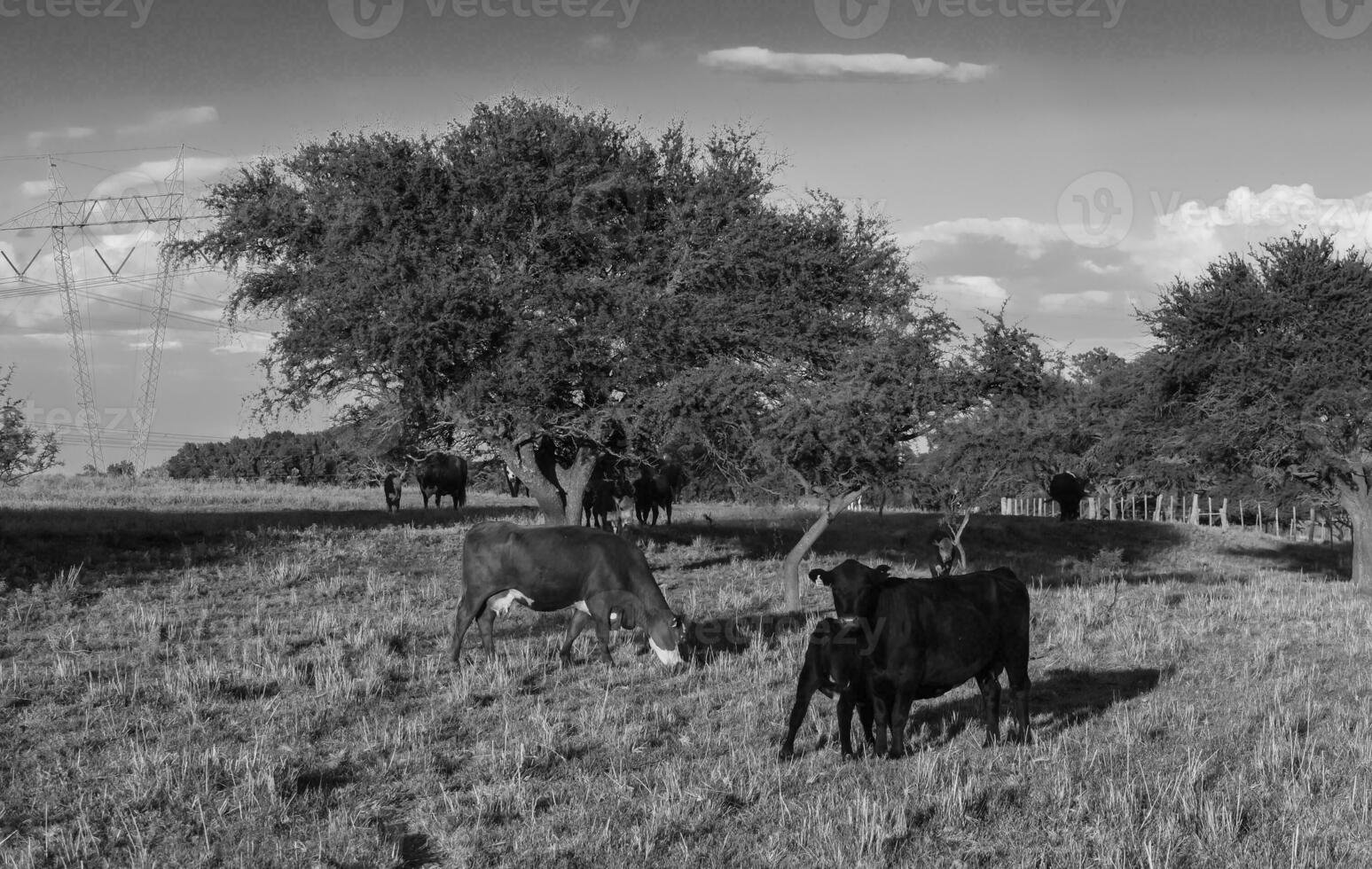 vacas levantamiento con natural pastos en pampa campo, la pampa provincia, patagonia, argentina. foto