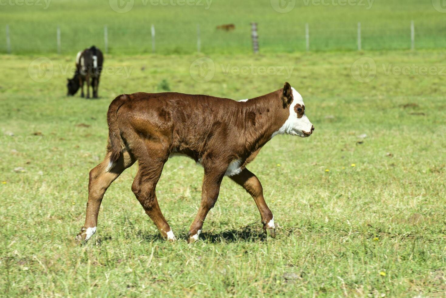 Cattle and calf in Argentine countryside,La Pampa Province, Argentina. photo