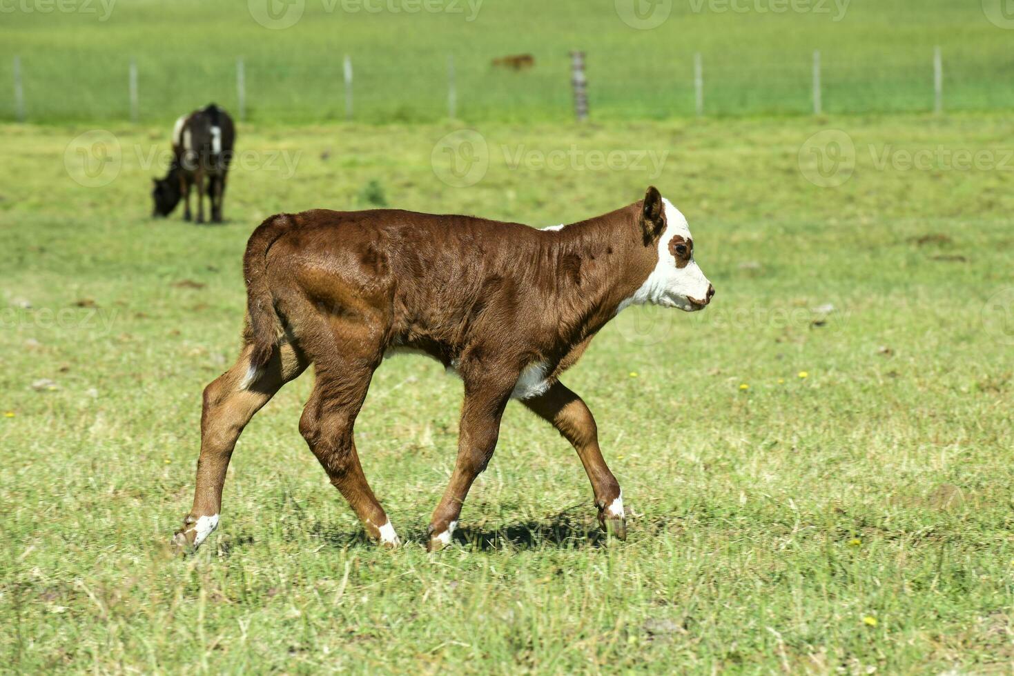 vacas y becerro en argentino campo, la pampa provincia, argentina. foto