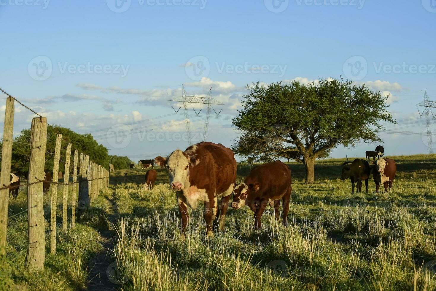 vacas levantamiento con natural pastos en pampa campo, la pampa provincia, patagonia, argentina. foto