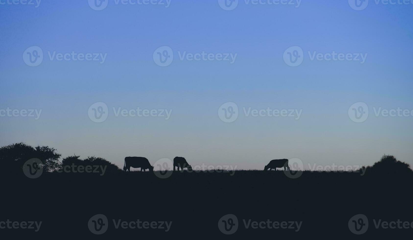 Cows silhouettes  grazing, La Pampa, Patagonia, Argentina. photo