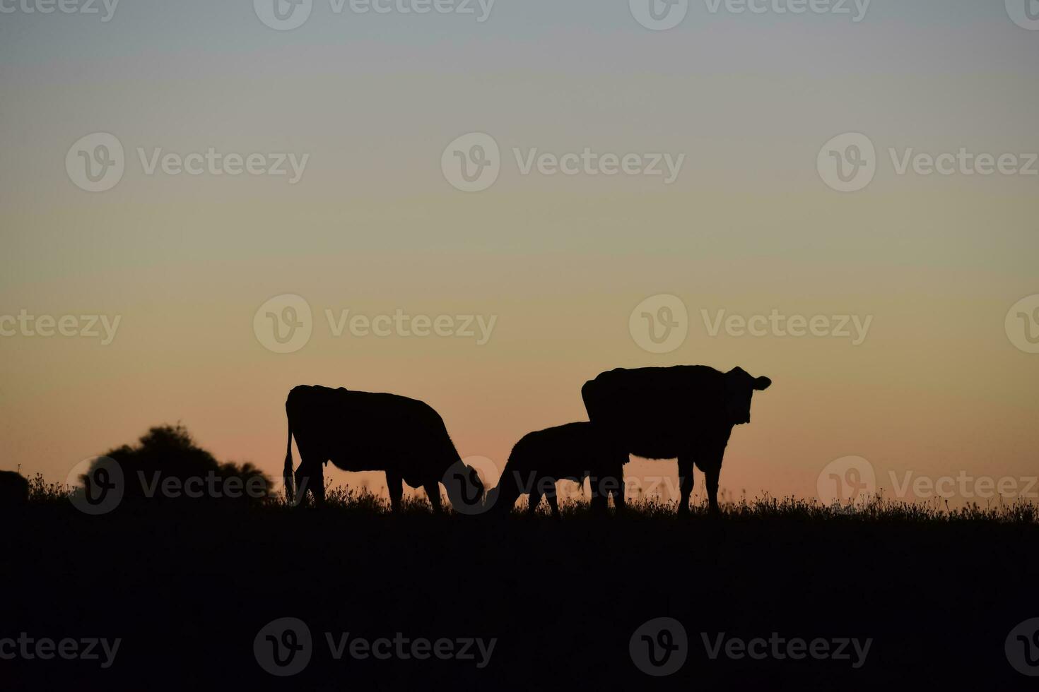 Cows grazing at sunset, Buenos Aires Province, Argentina. photo