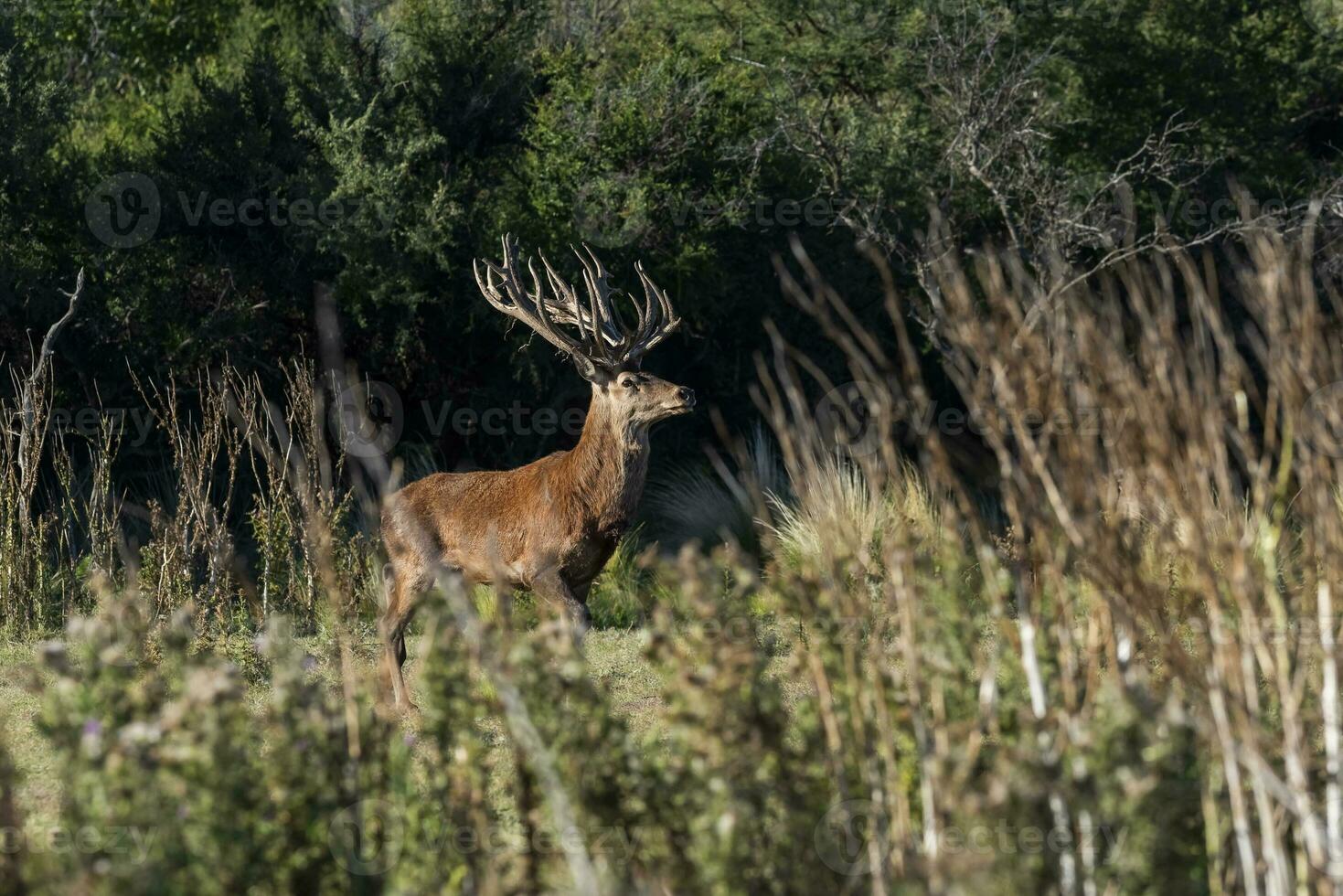 Red deer in Calden Forest environment, La Pampa, Argentina, Parque Luro, Nature Reserve photo