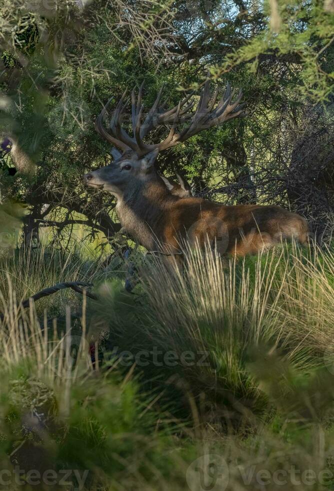 Red deer in Calden Forest environment, La Pampa, Argentina, Parque Luro, Nature Reserve photo