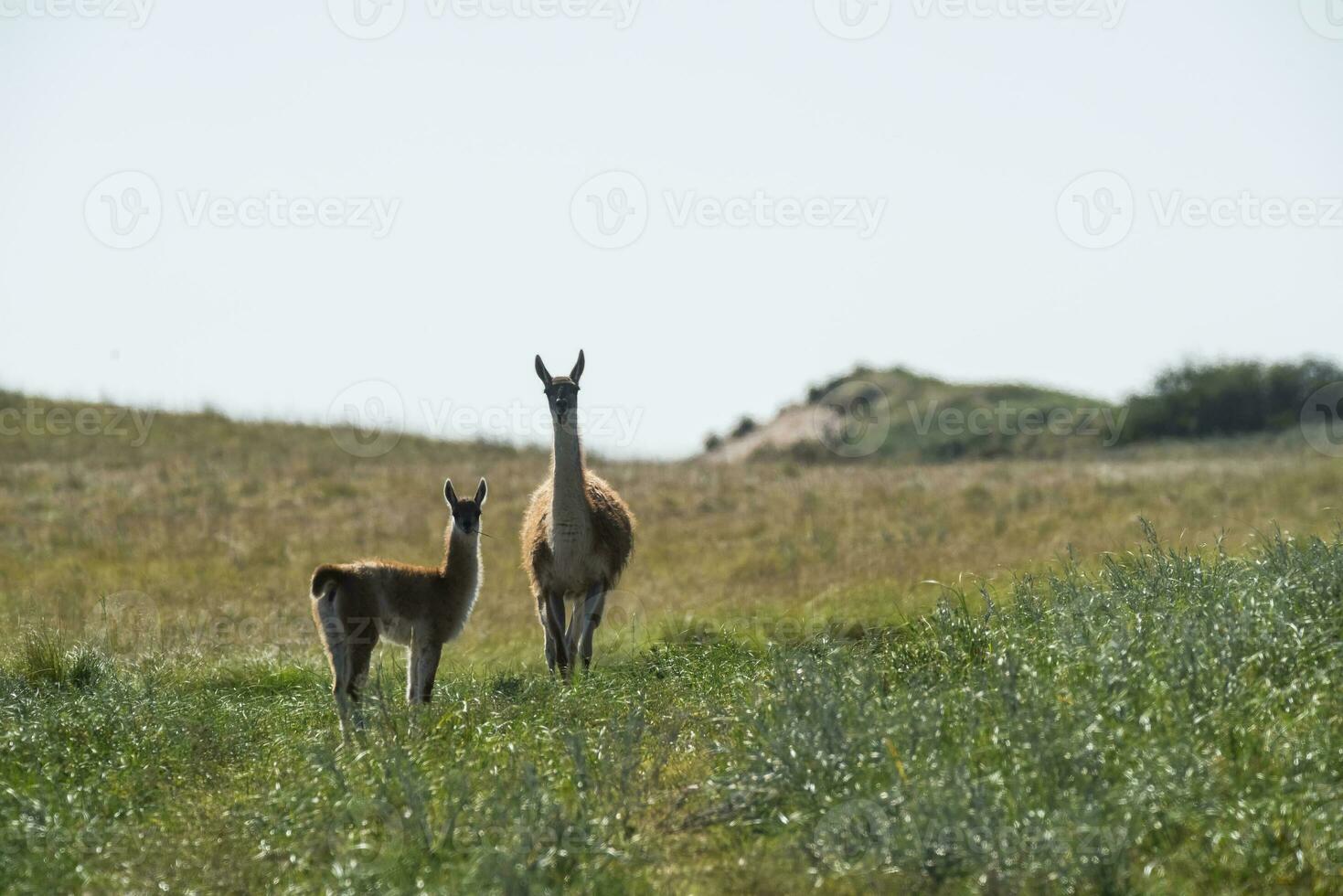 Guanacos in Pampas grassland environment, La Pampa province, Patagonia, Argentina. photo