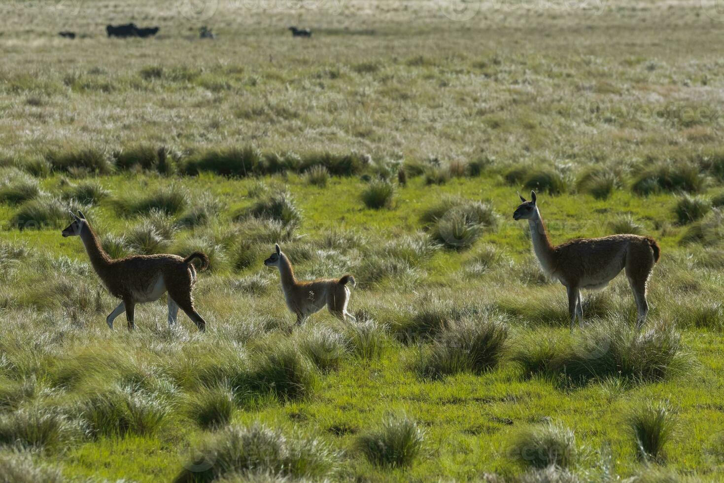 guanacos en pampa pradera ambiente, la pampa provincia, Patagonia, argentina. foto
