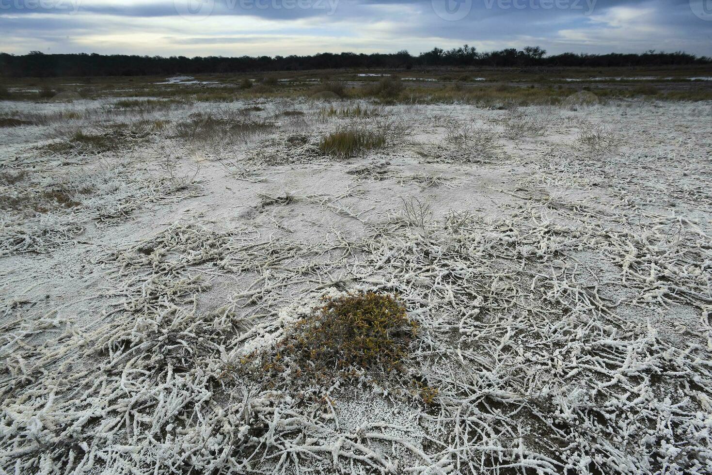 Saltpeter on the floor of a lagoon in a semi desert environment, La Pampa province, Patagonia, Argentina. photo
