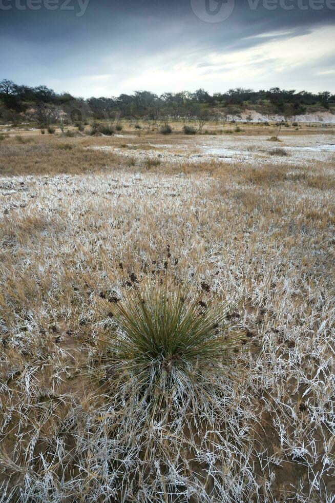 Floor of a lagoon in a semi desert environment, La Pampa province, Patagonia, Argentina. photo