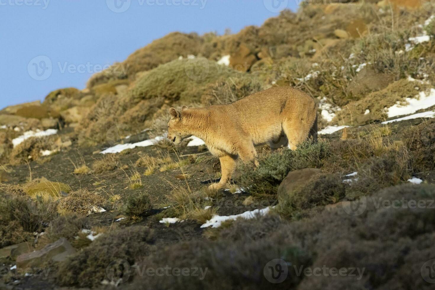 Puma walking in mountain environment, Torres del Paine National Park, Patagonia, Chile. photo