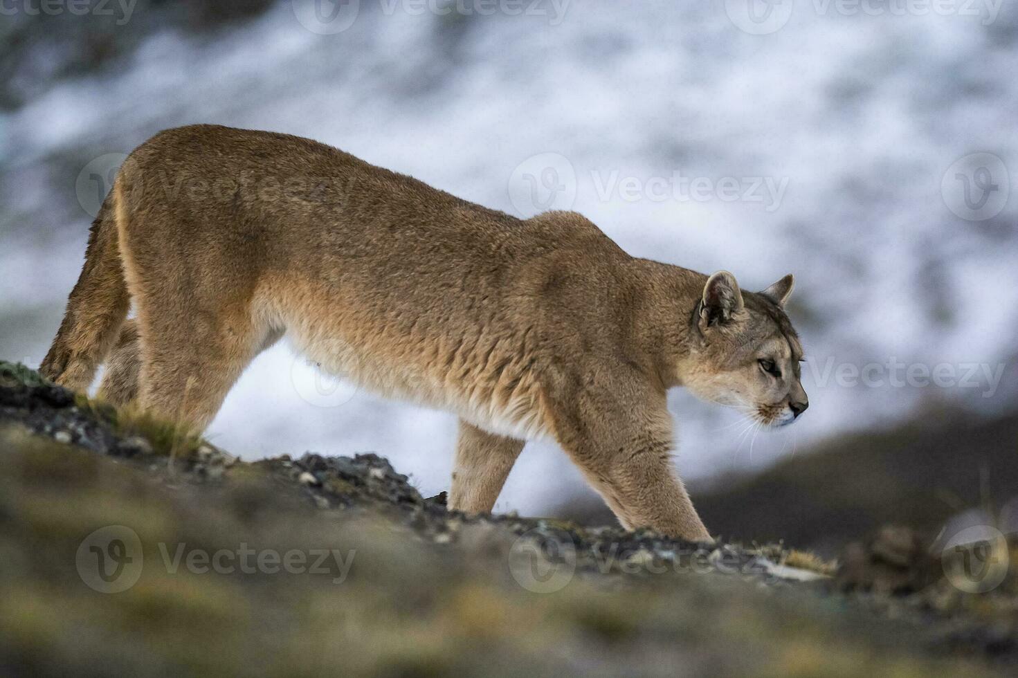 puma caminando en montaña ambiente, torres del paine nacional parque, Patagonia, Chile. foto