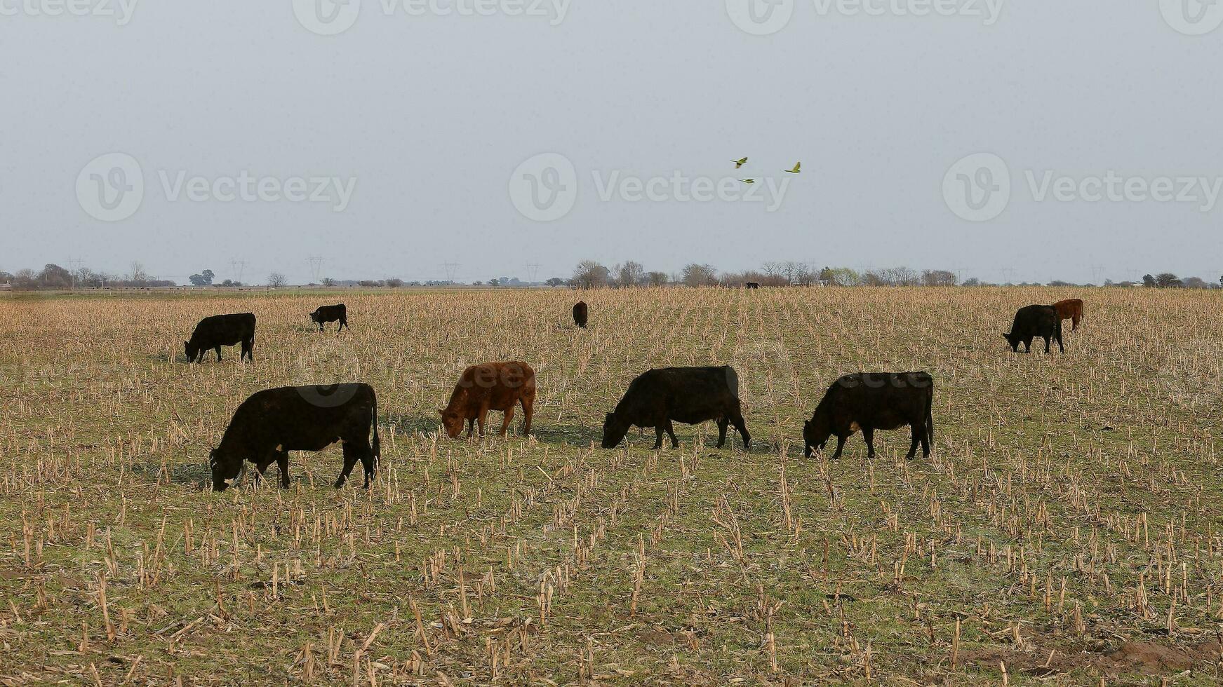 Cattle in Argentine countryside, Buenos Aires Province, Argentina. photo