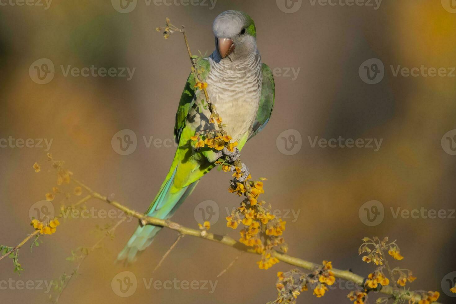 Parakeet perched on a bush with red berries , La Pampa, Patagonia, Argentina photo
