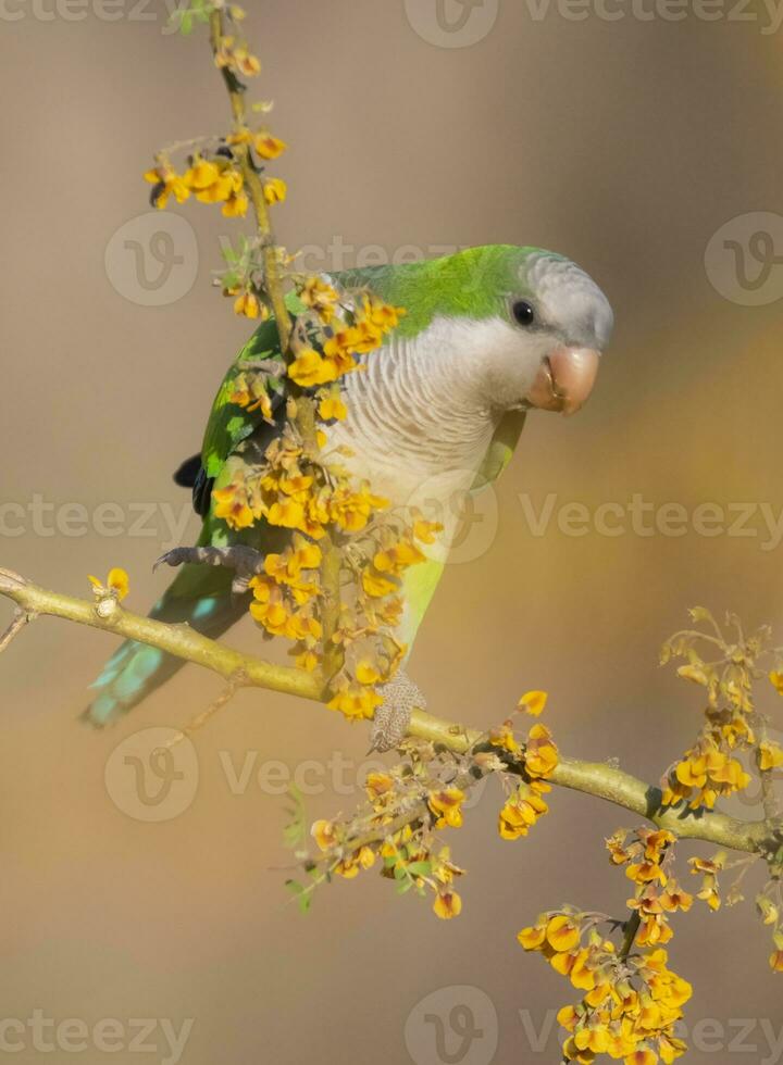 Parakeet perched on a bush with red berries , La Pampa, Patagonia, Argentina photo