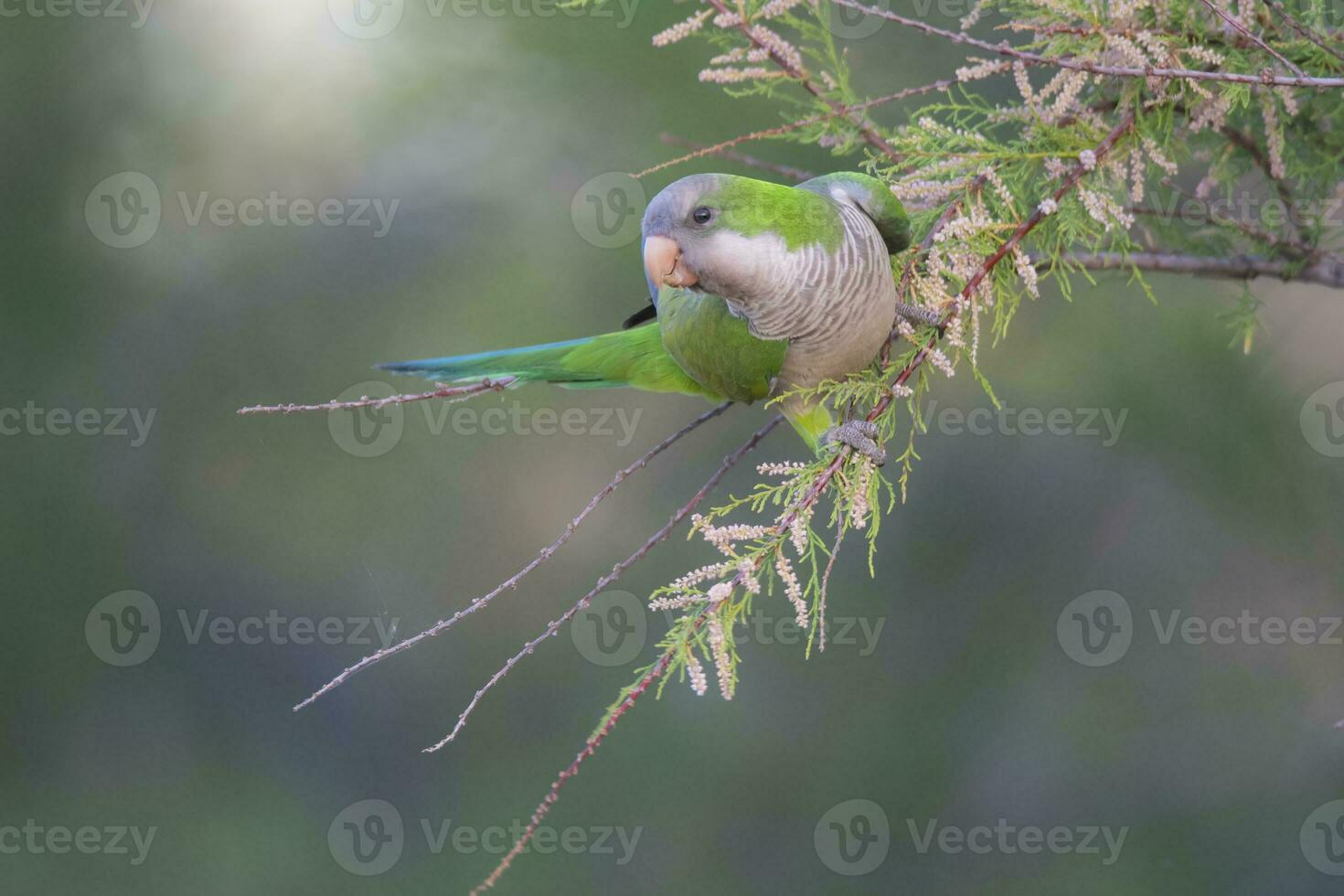 Parakeet perched on a bush with red berries , La Pampa, Patagonia, Argentina photo