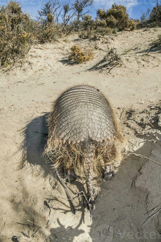 Hairy  desert environment, Peninsula Valdes, Patagonia, Argentina photo